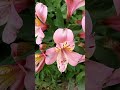 Красивые интересные цветы Beautiful interesting flowers 아름답고 흥미로운 꽃들 美丽有趣的花朵