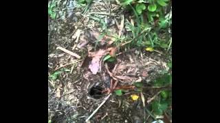 Wolf spider or funnel web?
