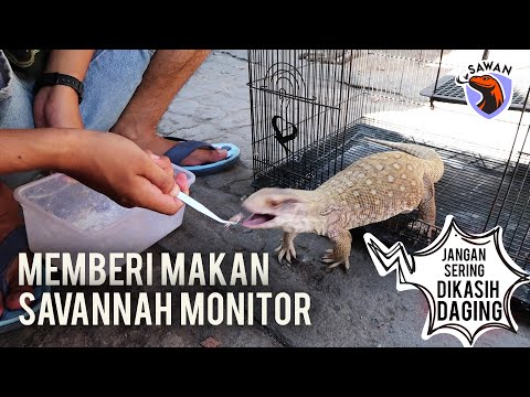 Video: Makanan Terbaik untuk Dicoba di Savannah