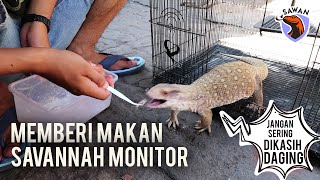 JANGAN SERING DIKASIH DAGING! Tips memberi MAKAN SAVANNAH MONITOR agar tetap sehat 🍖🦗👨‍⚕️ #SAWAN