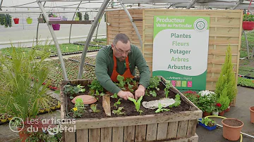 Pourquoi avoir des limaces