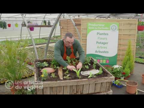 Vidéo: Les mollusques mangent de la laitue : comment avoir des plantes de laitue sans escargots ni limaces dans le jardin