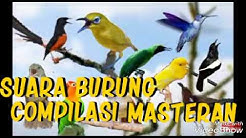 KOMPILASI MASTERAN SUARA 13 BURUNG terlengkap untuk usia PAUD  - Durasi: 47:23. 
