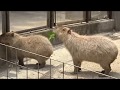 智光山公園こども動物園 の動画、YouTube動画。