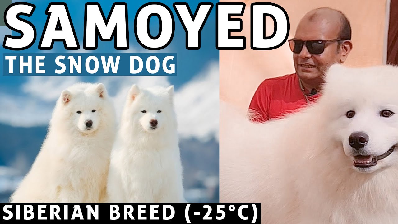 Samoyed - Siberian Snow Dog Breed In India | Color, Grooming Temperment Of Puppy | Badal Bhandari