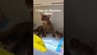 6 Days Old Abyssinian Kittens