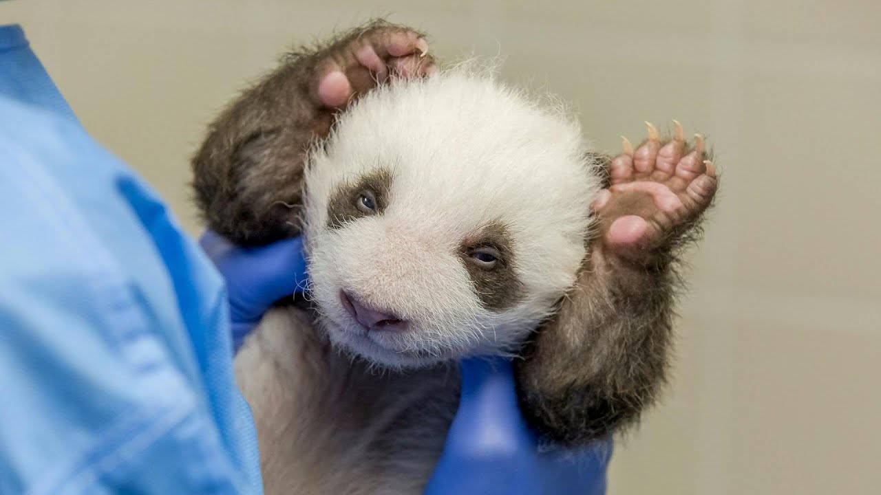 Guck Mal! PandaBabys öffnen ihre Augen AFP YouTube