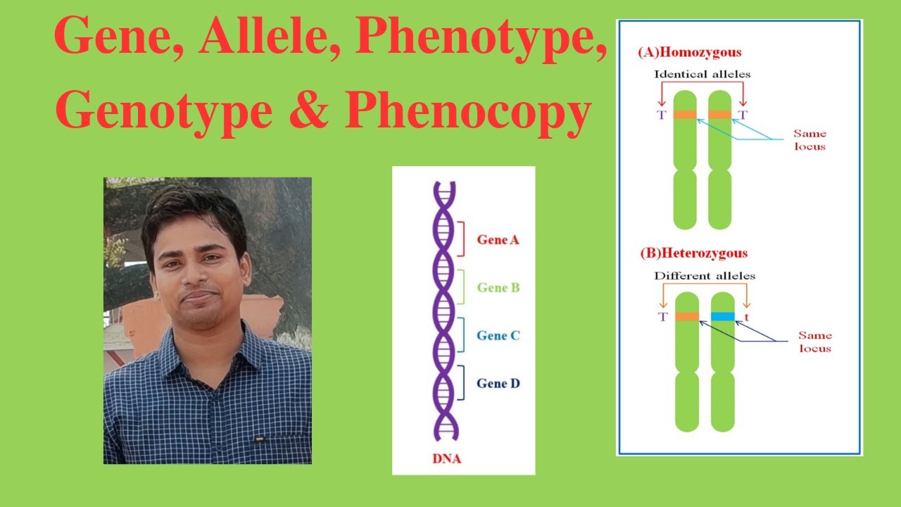 Gene | Allele | Phenotype | Genotype | Phenocopy - YouTube