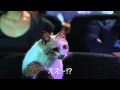 「先生と迷い猫」劇場マナー予告