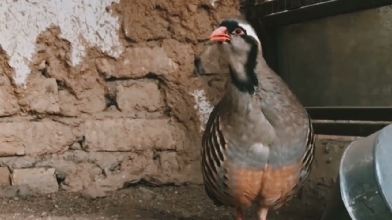 chakor birds ke awaz | male chakor ke awaz | male chakor masti | chakor sound