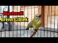 Masteran Pleci Nembak Bren Ciblek