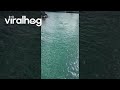 Two Orcas Swimming Whairepo Lagoon || ViralHog