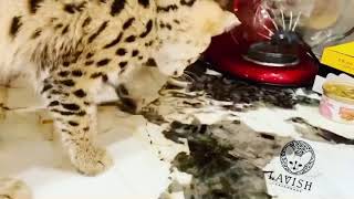 Savannah cat and laser pointer by Lavish Savannah’s 50 views 4 years ago 30 seconds