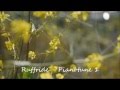 Ruffride - Pianotune 1