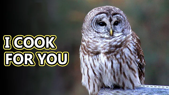 Barred Owl facts: Who Cooks for You? | Animal Fact Files - DayDayNews