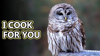 Barred Owl facts: Who Cooks for You? | Animal Fact Files