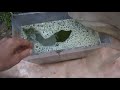 Мій штам водоростей, супер! My algae strain, super!