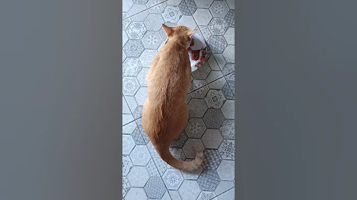 Watch the video about Predator feeding. Khao Manee cats and Angora cats eat in the kitchen.