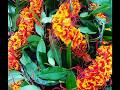 オハイアリィ　 カルヘア　 Ohai ali’i kaluhea 　　香ばしいオハイアリィの花