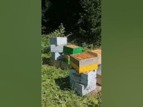 пчеловод - YouTube
