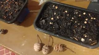 Planting Dawn Redwood and Juniper seeds. A Lesson on cold Stratification