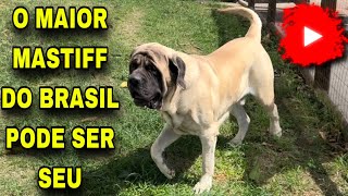 Canil Gigantes da Montanha - especializado na criação da raça Mastiff Inglês  - Mastiff Inglês - Joinville - Mastiff Inglês