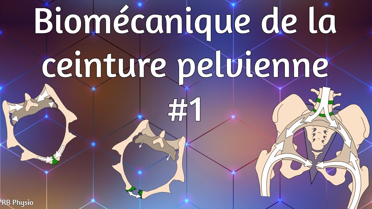 Ceinture pelvienne : définition et explications