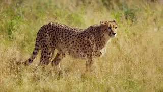 External Animal Structures for Survival