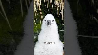 “Albatross”#animals #shorts #cute