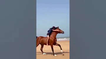 طفل صغير عربي يركب الخيل بطريقة عجيبة لن تصدق هذا اكسبلور معلومات عامة 