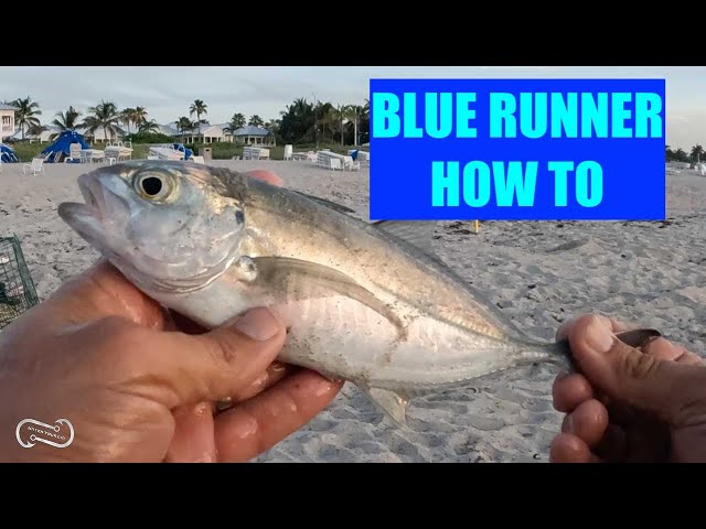 Surf Fishing With Tiny Lures! 