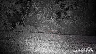 Tough night but ended up with a red in the truck.  #foxhunting #nightvision #sniperhoglights
