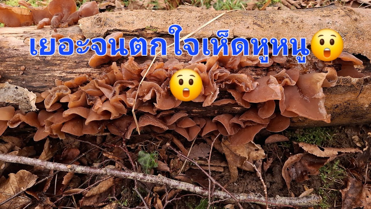 โพดโพหูหนูล้นตอเก็บยาวไป