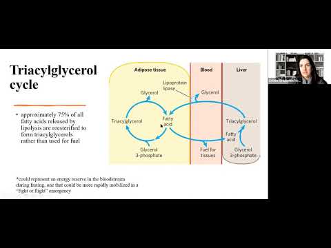 Lecture 29 - Triacylglycerol Cycle