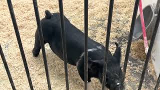 20 - 10 No Intro :: Lot 2