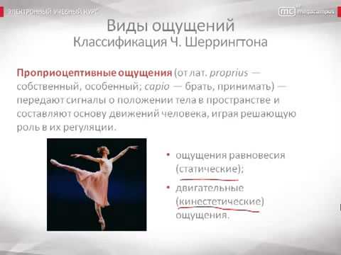 Психология урок 17 Виды ощущений