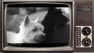 Buchanans Black And White