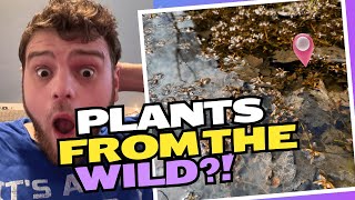 FINDING AQUARIUM PLANTS IN THE WILD?!