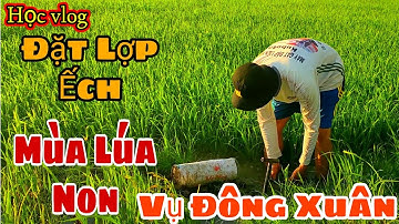 #130 Đặt Lợp Ếch Theo Bờ Đê Mùa Lúa Đông Xuân || Học vlog