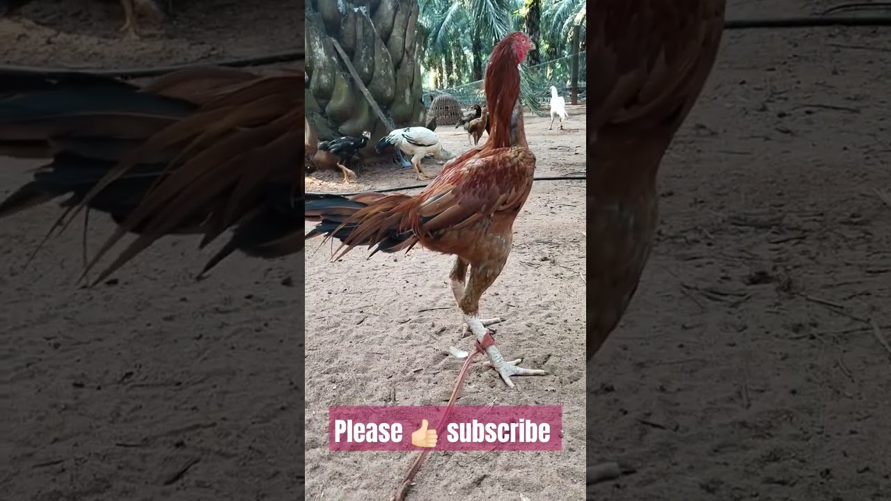 Top quality fighting breeding