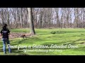 Brittnay Spaniel Off Leash K9 Training NJ Brittnay Spaniel Off Leash K9 Training NJ