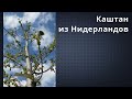 Каштан из Нидерландов? Вы серьёзно? // 2 мая 2021