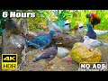 Cat TV for Cats to Watch 😺 Naughty squirrels, beautiful birds, rooster 🐦🐿 6 Hours(4K HDR)