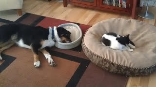 😺 Impudence wins! 🐕 Funny video with dogs, cats and kittens! 😸