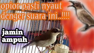opior paruh tebal gacor||suara pancing bunyi opior lain.