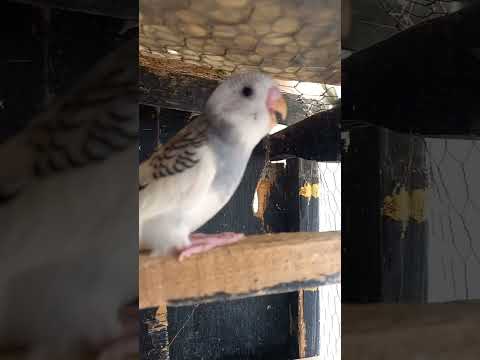 لماذا طائر البادجي يلهث