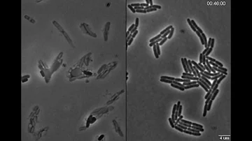 Jak si vyrobit penicilin?