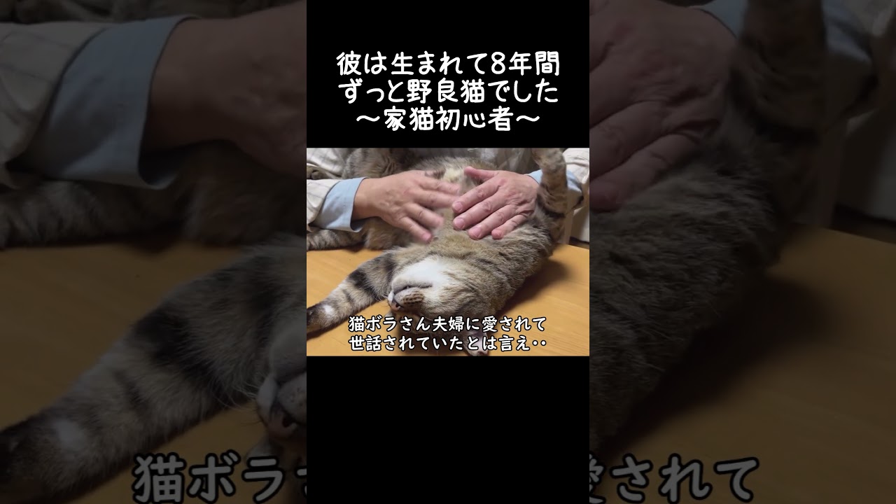 彼は生まれて8年間ずっと野良猫でした(家猫初心者)【元野良猫ピースケ】 #shorts #初老夫婦とねこ #元野良猫 #ピースケ