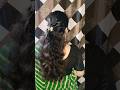 very easy ponytail open hairstyle #tranding #tutorial #yt #ponytail #easyhairstyle #youtubeshorts