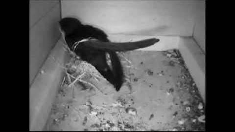 gierzwaluw apus common swift braid themselves stuck to its nest - vlecht zich vast aan eigen nest